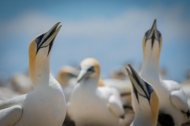 118 Cape Kidnappers, Pacifische Jan van Genten.jpg